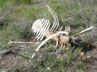 Rocky Mountain Colorado Boneyard