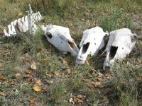 Rocky Mountain Colorado Boneyard