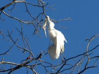 Mysterious Dead Bird at Lake Anna VA State Park