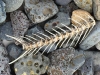 Fish Skeleton at John Day Dam