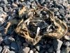 Frog Skeleton