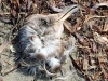 Dead Sea Bird Head, Copalis Beach WA