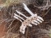 Mystery Bones
