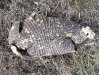 One Very Dead Armadillo in Luckenbach