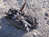Electrocuted crow under New Mexico power pole.