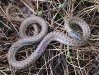 Cold snake with only a flesh wound