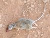Fresh Dead Rat on Fremont River Trail in Fruita Utah