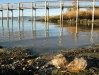 Dead fish on shore of not so Clear Lake, CA