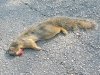 River Road Fresh Kill Squirrel