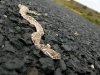 Black Mesa Rattlesnake Roadkill Oklahoma