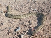 Colorado County Road Roadkill Rattlesnake