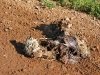 Smelly Colorado County Road Mystery Roadkill