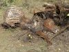 Rocky Mountain Colorado Boneyard