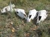 Rocky Mountain Colorado Boneyard