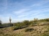 Roadside Cacti in Arizona