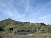 Roadside Cacti in Arizona