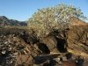 Desert Plants