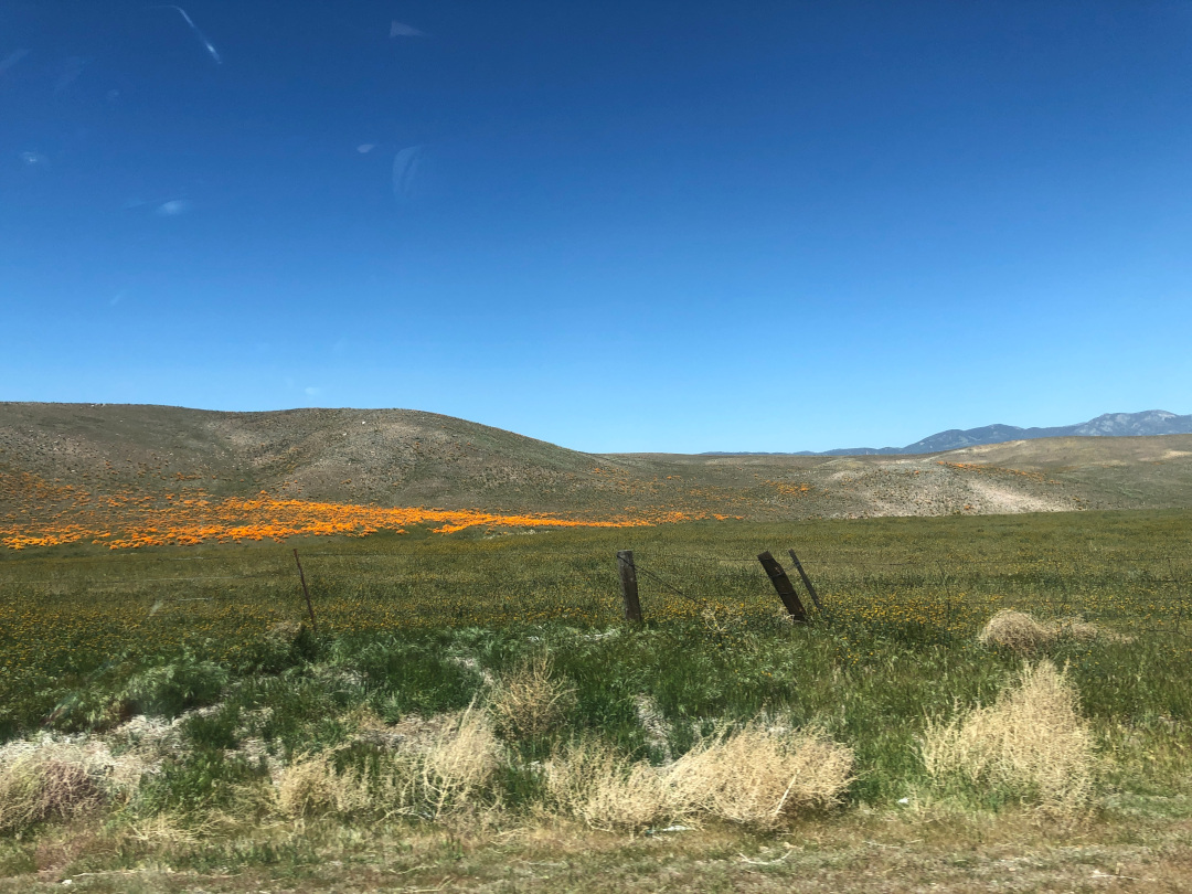 California Poppies on our way to summer workamping job
