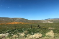 California Poppy Bloom near Paso Robles