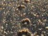 Coyote prints on Coachella Canal