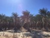 Coachella Valley Date Farm