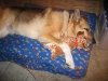 Jerry loving his new tripawd dog. Thanks Bob!