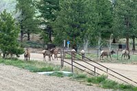 Elk Herd Estes Park Colorado