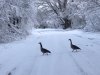 Geese on Snowy Watson Lake Larimer County Colorado