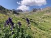 American Basin Wildflowers