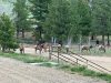 Elk Herd Estes Park Colorado