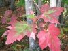 Fall in Maine