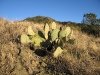 New Mexico Cacti near Lincoln National Forest