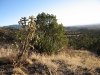 New Mexico Cacti near Lincoln National Forest