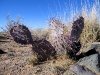 New Mexico Cacti near Lincoln National Forest