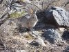 Wild Hare at Three Rivers Petroglyphs, New Mexico