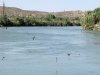Swallows Swoop the Rio Grande by Riverbend Hot Springs in T or C, NM