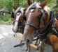 Merck Farm Rupert Vermont