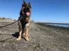 Port Townsend Dog-Friendly Beach