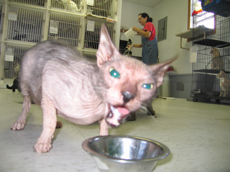 Ungrateful Sphinx cat during feeding time at Safe Harbor