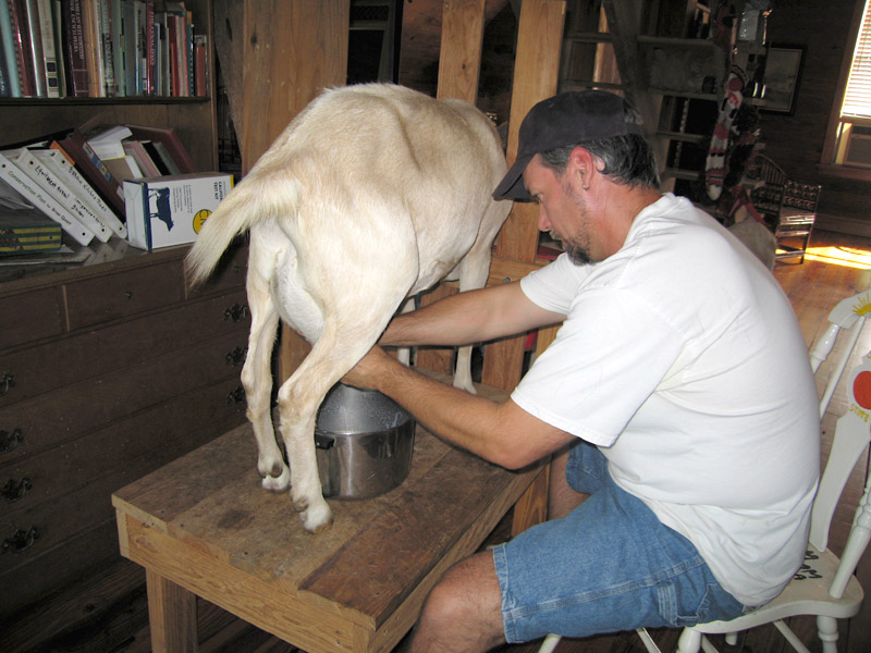 Milking Fanny the goat in the farm house