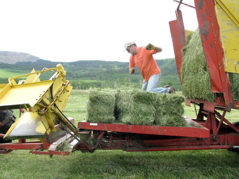 Jim ties bales on the stacker while haying at Vickers Ranch