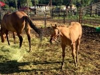 Vickers Ranch Workamping Horse Feeding