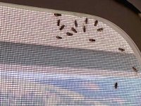 Flies on RV Door