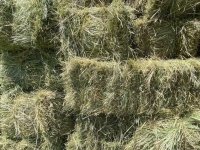 Hay