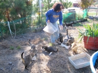 Feeding time for outdoor cats at Safe Harbor Animal Rescue