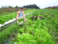 Harvesting Fresh Organic Lettuce Mix