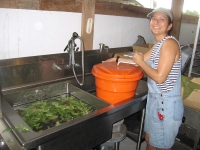 Washing fresh picked lettuce mix
