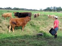 Rene tends to the cows