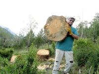 Jim holds Ponderosa Pine slab after falling tree