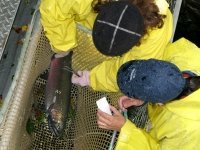 Rene takes scale samples as workamper for a day at the Oregon Hatchery Research Center